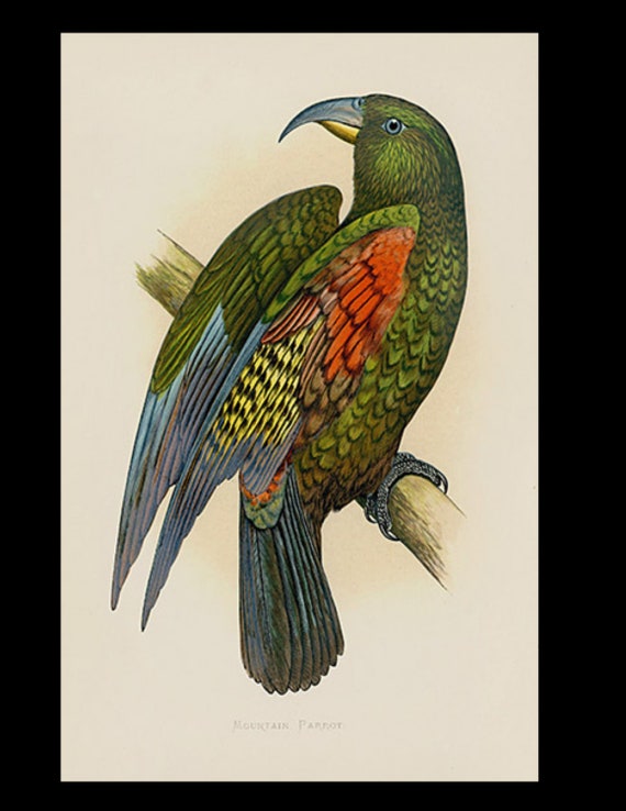 19th century Parrots in Captivity woodblock hand Colored Engraving New Zeland Mountain Parrot