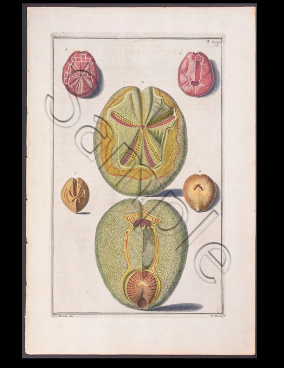 Circa 1742 Antique Natural History Hand-Colored Engraving  sea Shells