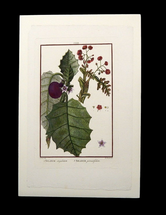 Rare Original hand colored engraving Botanical Fruit Circa 1830's