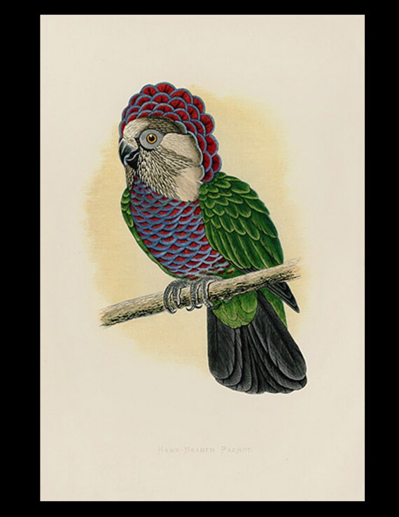 19th century Parrots in Captivity woodblock hand Colored Engraving Hawk-Headed  Parrakeet