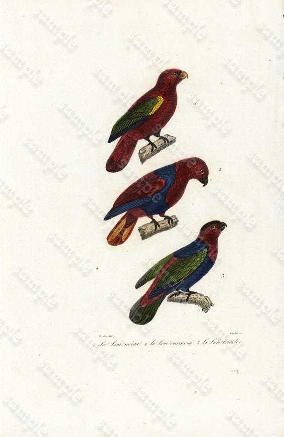 Antique Beautiful Rare  Hand Colored Bird  Engraving Golden Pheasant From Buffon de comte  Rare Edition