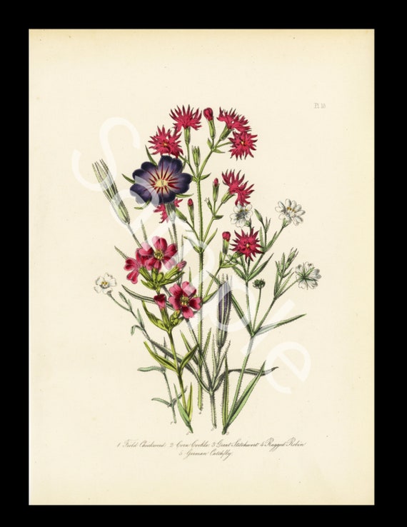 Corn Cockle & Ragged Robbin  Botanical original antique  cica 1859 Jane Loudon