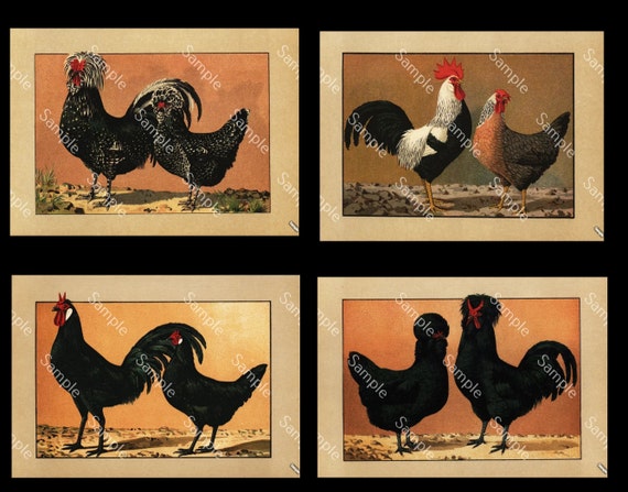 Antique original poultry Color Lithograph 4  prints of Roosters