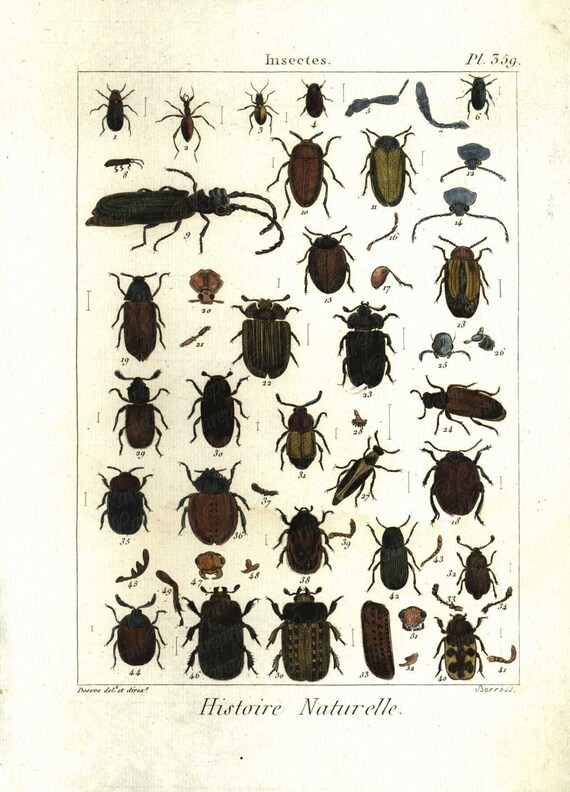 Antique Original  Hand Colored Copper Engraving  From BONNATERRE - Insects - Beetles - Grasshoppers - Bugs