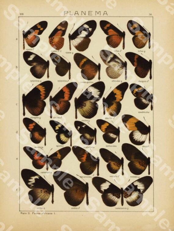 Antique Natural History Entomological Print – African Butterflies & Butterflies Wings  Original print