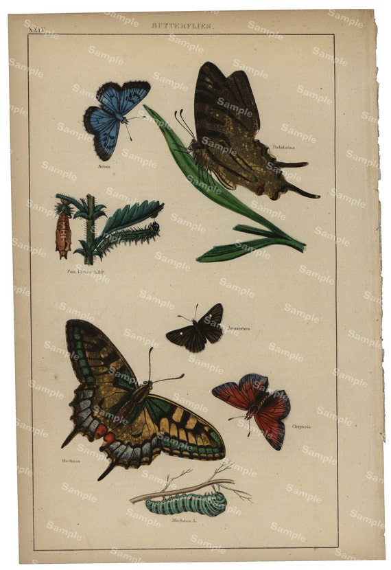 Gorgeous  Natural History original hand colored print of Butterflies and insects over 150 years old Rare find