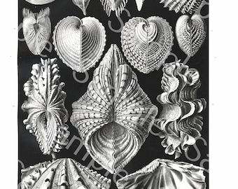 Gorgeous lithograph print of Acephala from Art Forms of Nature by Ernst Haeckel