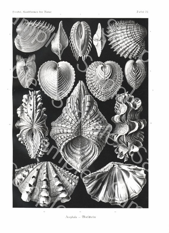 Gorgeous lithograph print of Acephala from Art Forms of Nature by Ernst Haeckel