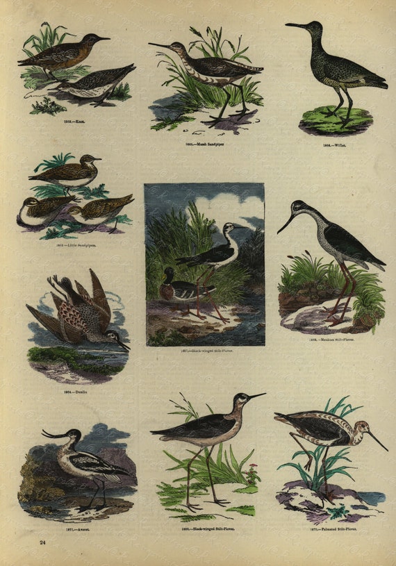 Antique Original Hand Colored  Natural History engraving -  Represinting Various Birds - Dunlin-Avocet- sandpipers