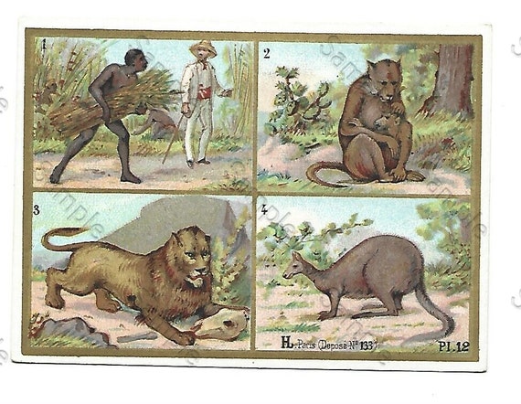 Rare  Victorian Trade card Animals