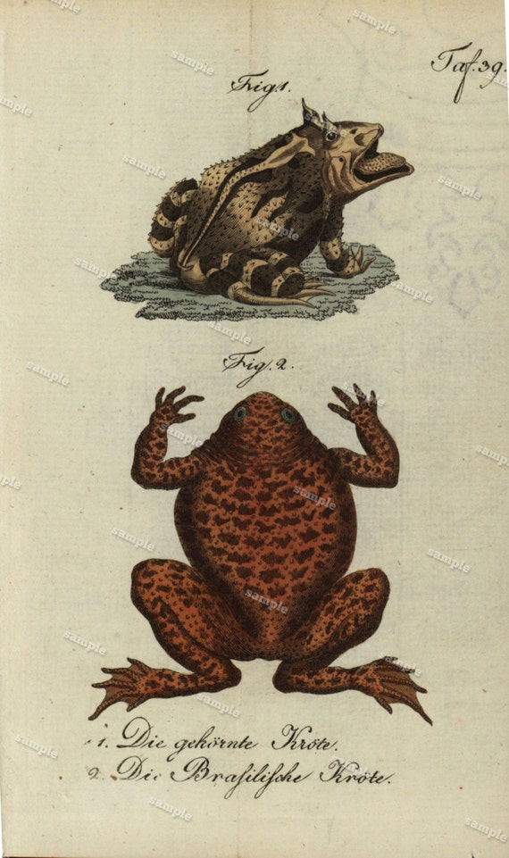 Frogs Toads Hand Colored Engraving Buffon de comte Amphibians original art wall art decorative art kitchen decor 1792 fold out