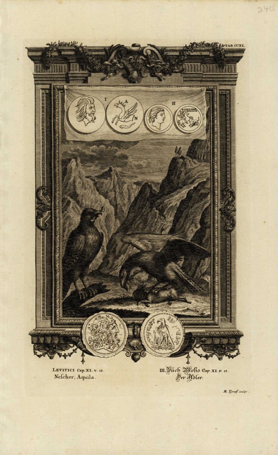 Physica Sacra  Antique Original Large Folio Engraving - Medallions - Birds -  Eagles