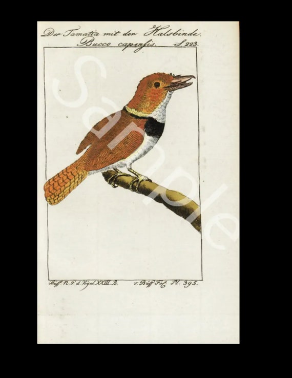 18th Century  Antique Natural History bird copper plate engraving Francois Nicolas Martinet