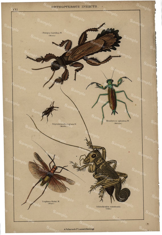 Gorgeous  Natural History original hand colored print of Orthopterous insects   over 150 years old Rare find