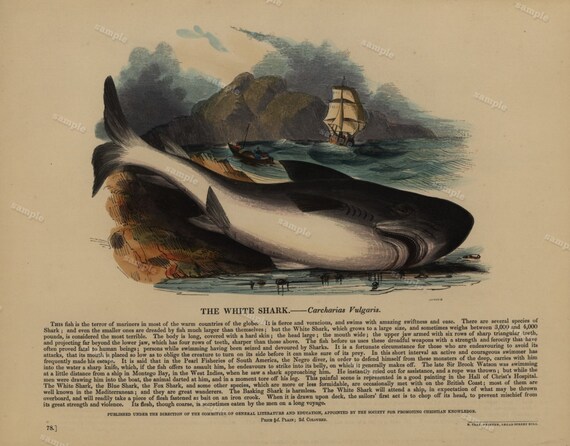 The White shark 1850 Original Antique  Hand color fish