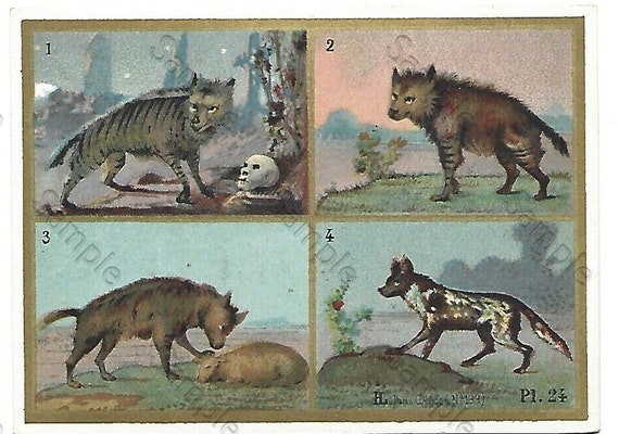 Rare  Victorian Trade card Animals