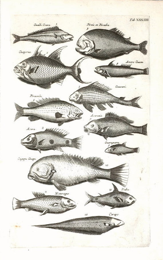 Very Rare Antique Orignal Engravings Of Fish From Merian 1657 Historiae Naturalis - Copper Engraving