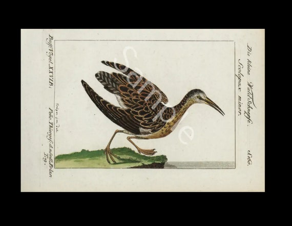 18th Century  Antique Natural History bird copper plate engraving Francois Nicolas Martinet