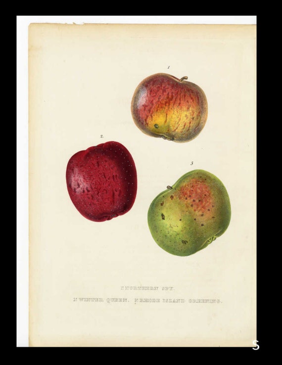 Botanical original  Northern Spy Apple 1855 Alexandre Bivort Hand-Colored Lithograph Fruit