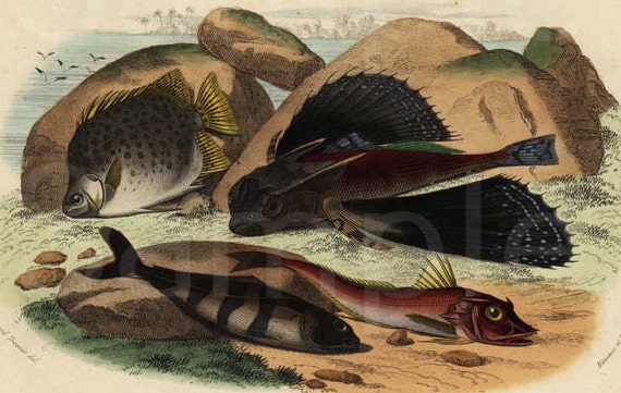 Rare Original Hand Colored Engraving of Fish circa 1837