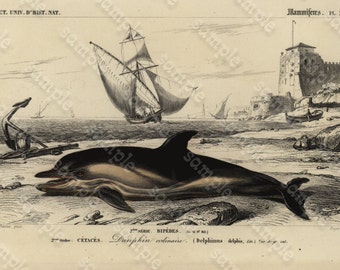 Antique Beautiful Rare Hand Colored Fish print From Dic Univ D'his nat first edition 1849