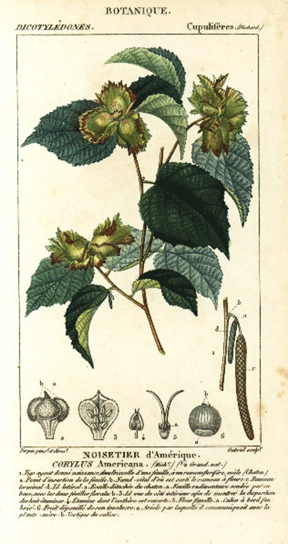 original Antique Hand colored Botanical Engraving from P.J.F TURPIN 1816 First Edition -  Noisetier D'Amerique and Corylus Americana