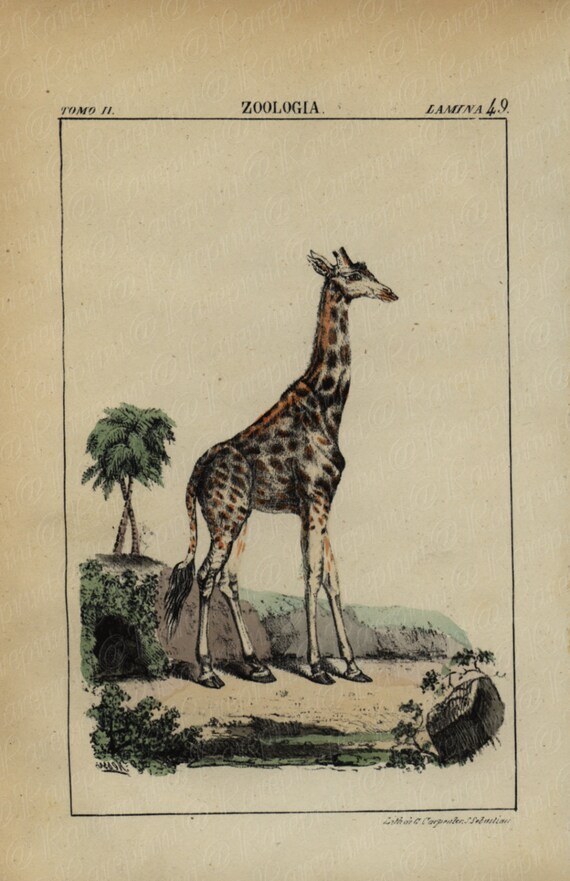 Original Antique Hand Colored Animal engraving  zoologia By Edwards 1844 Rare Prints Hardly come up on auctions -giraffe