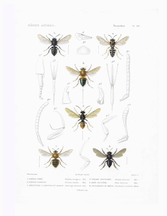 Original Antique Hand Colored Bees Engraving From Iconographie Du Regen Animal kingdom - Rare On a Thick Paper