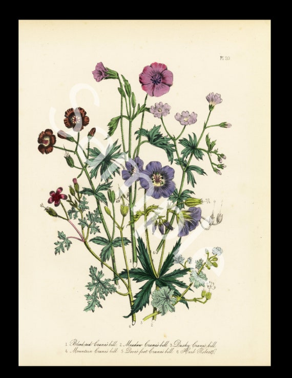 Geranium or Meadow Crane's Bill  Botanical original antique  cica 1859 Jane Loudon