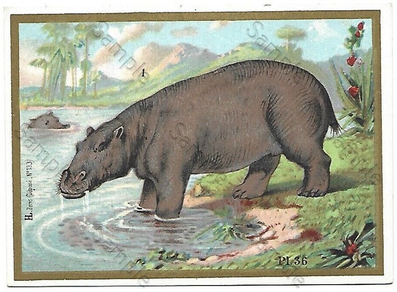 Rare  Victorian Trade card Animals Hippopotamous