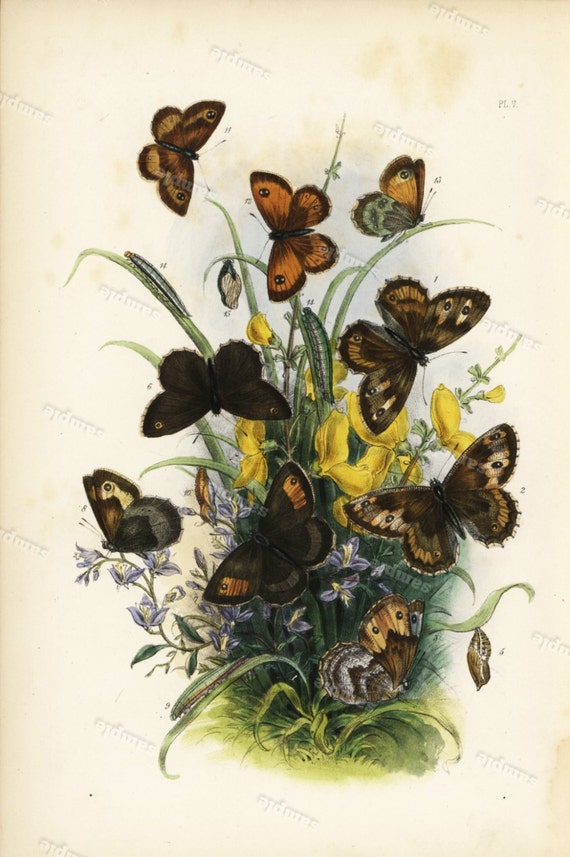 1859 Antique Original  Natural History Hand Colored Print - Insects Butterflies  - Flora over 150 + years old - Sale item