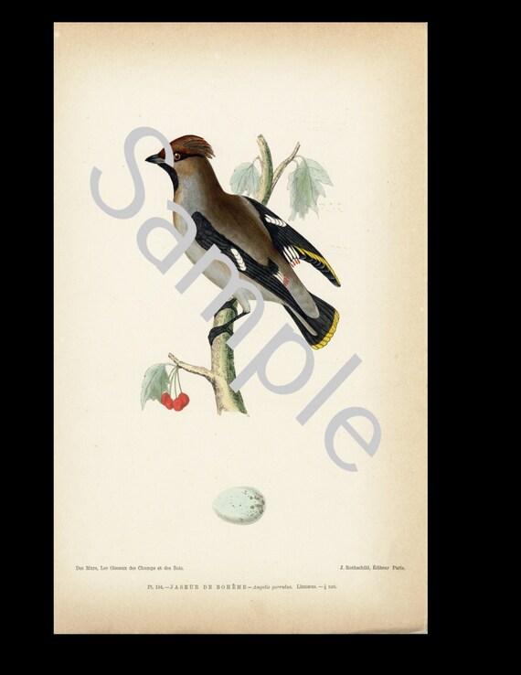 19th Century Birds Ornithology hand colored the Bird print original bohemian waxwing