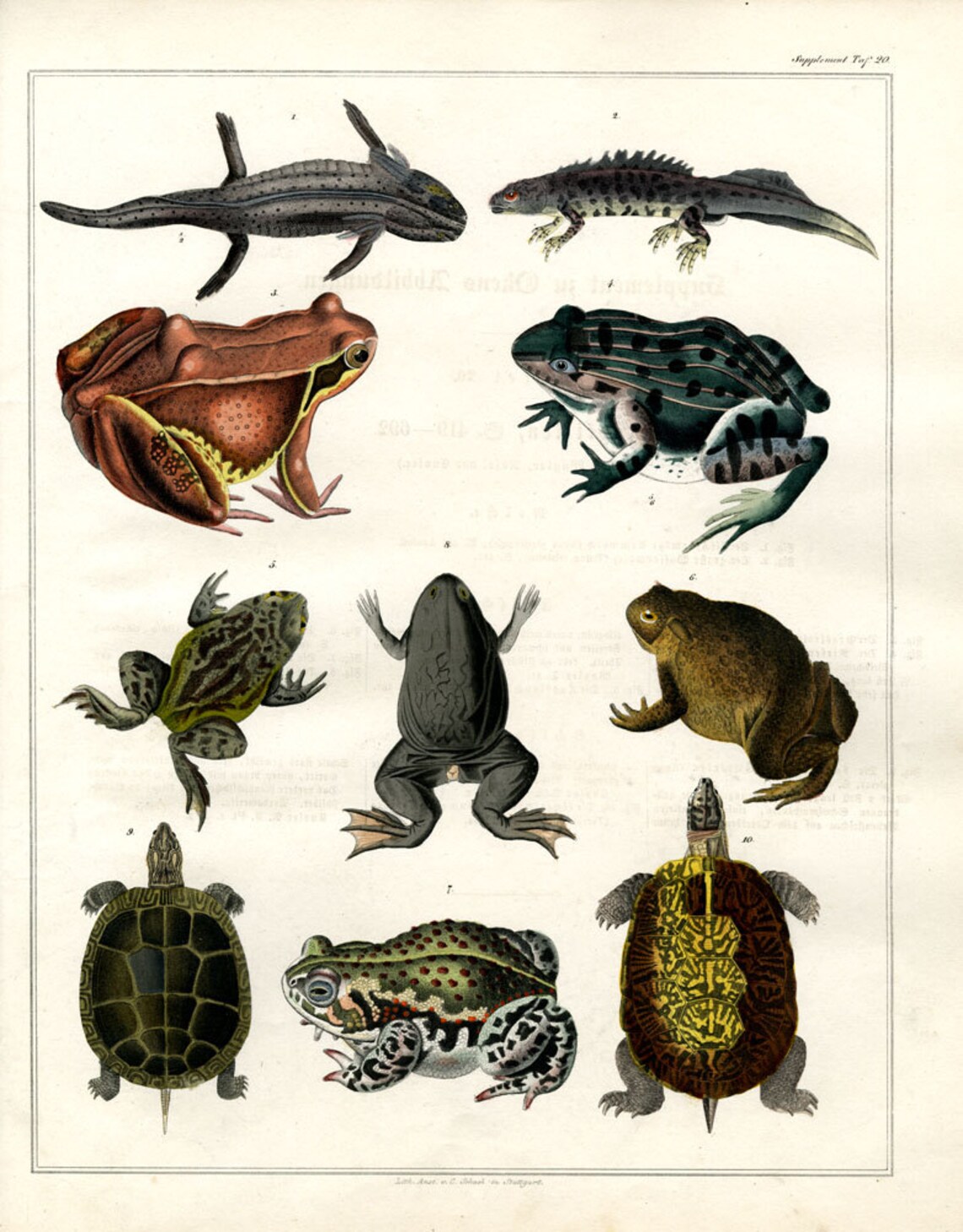 Amphibians Hand Colored Print Published 1842 Large Print Original ...