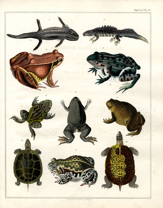 Amphibians hand colored print published 1842 large print original authentic print natural history aquatic life ocean life frogs