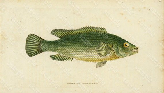 Original Antique Natural History Fish engraving Edwards DONAVON Natural history - Streaked Wrasse fish