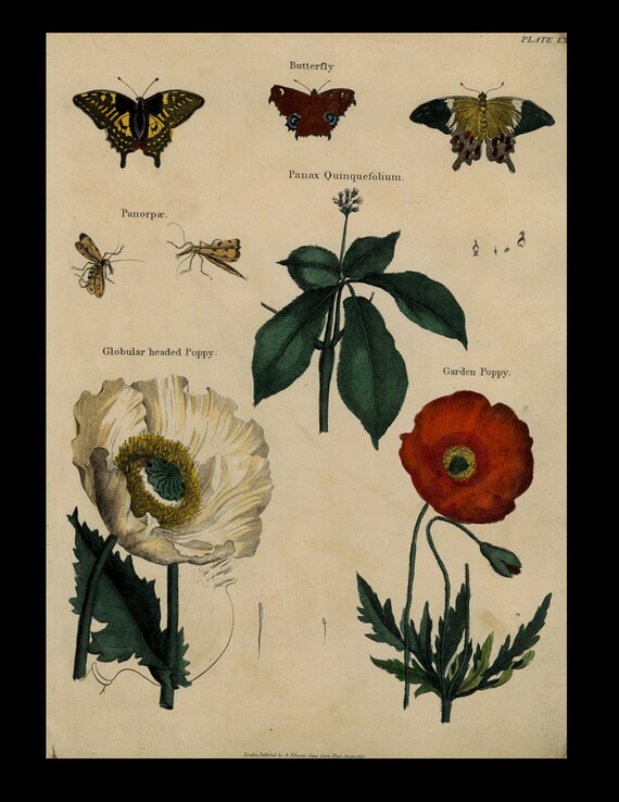 Antique Original  Natural History Hand Colored Print circa 1825 Butterflies and Poppy flowers