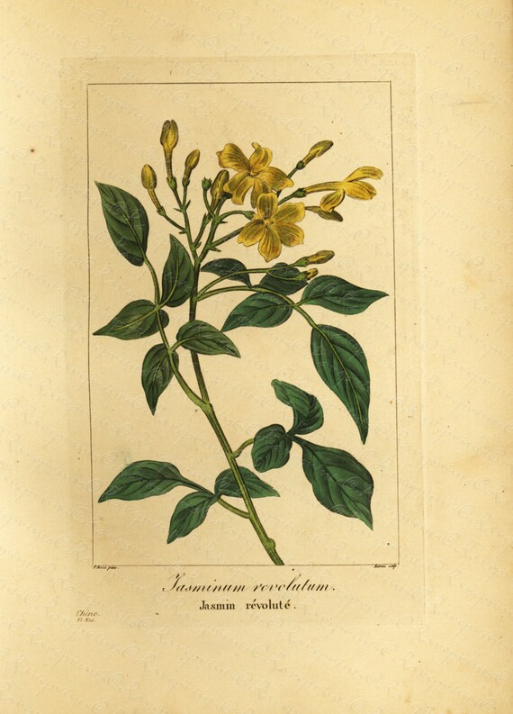 Original  Antique Rare Hand Colored Chromolithograph  from L' ILLUSTRATION HORTICOLE - Jasmin Revolute