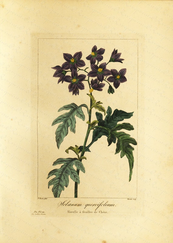 Original  Antique Rare Hand Colored Chromolithograph  from L' ILLUSTRATION HORTICOLE - Solanum quercifolium