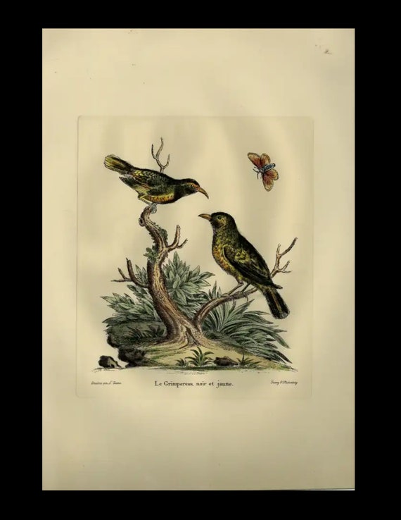 18th century Antique Original  Natural History Hand Colored copper plate birds and butterfly