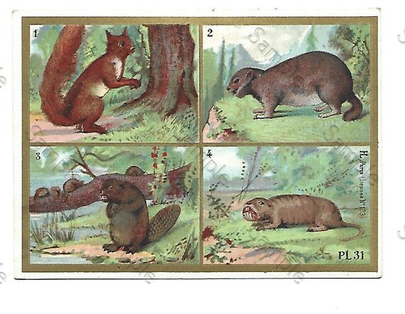Rare  Victorian Trade card animals squirrels