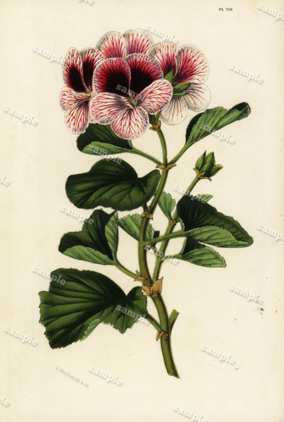 Pelargonium mazeppa 1852  Hand colored  Botanical  Hand Colored  Flora Lithograph Original art wall art decorative art