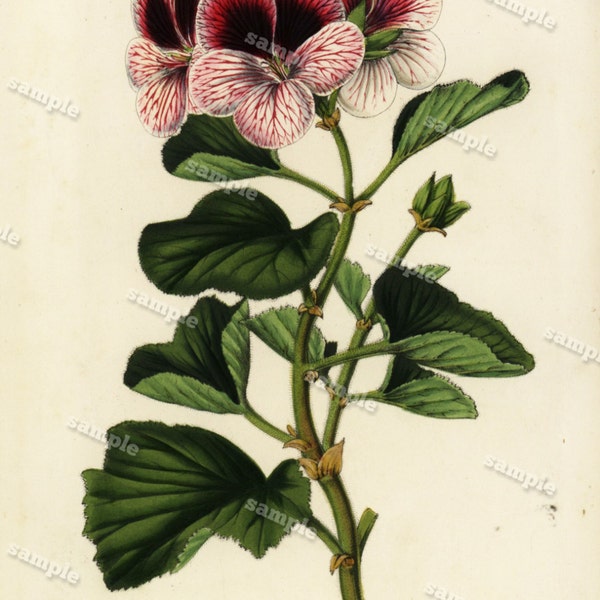 Pelargonium mazeppa 1852 Lithographie botanique colorée à la main flore originale art mural art décoratif art déco