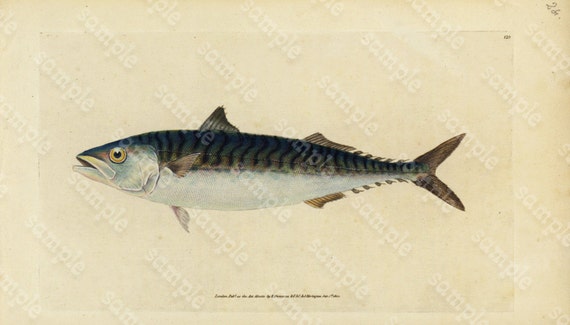 Original Antique Natural History Fish engraving Edwards DONAVON Natural history