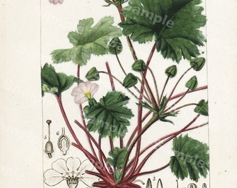 original Antique Hand colored Botanical Engraving from P.J.F TURPIN 1816 First Edition Primula