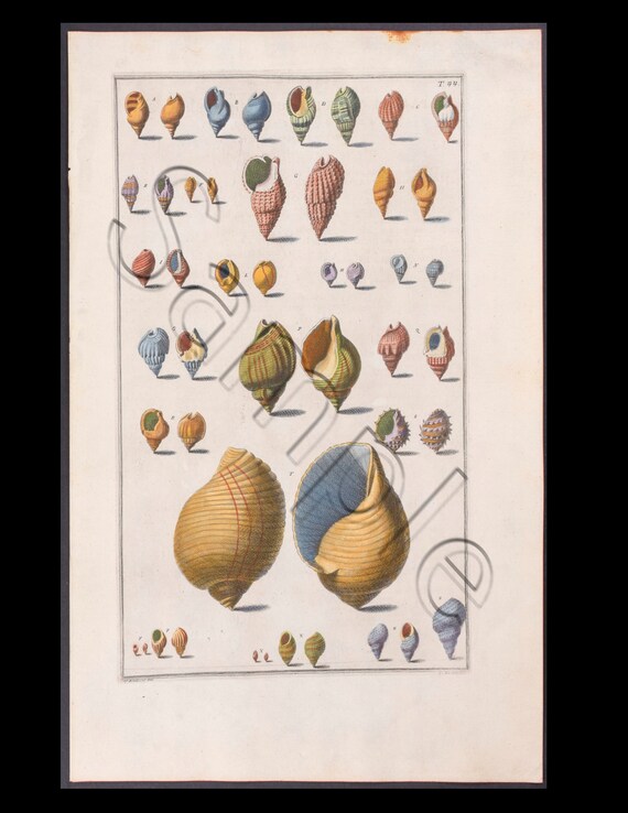 Circa 1742 Antique Hand-Colored Engraving  Print Abalone  SEA SHELLS Natural History Large folio size