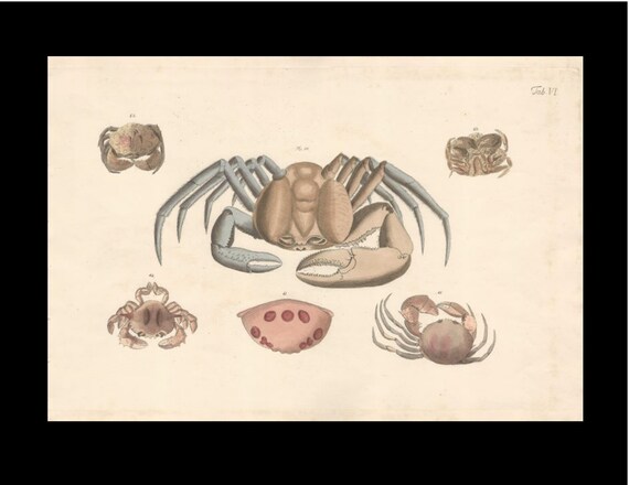 A very rare folio sized hand-colored copper plate engraving Crabs and Lobsters Circa 1782 and 1796