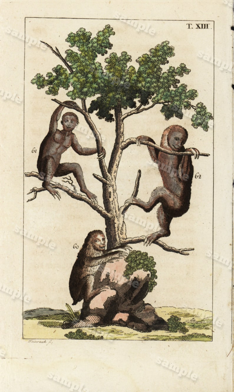 Natural history 1817 Antique Original Hand colored Engraving Of Animals Monkeys apes