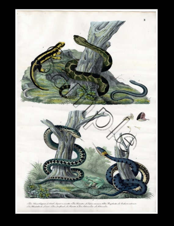 19th century rare natural history  hand colored print reptiles ,snakes, vipers, lizard