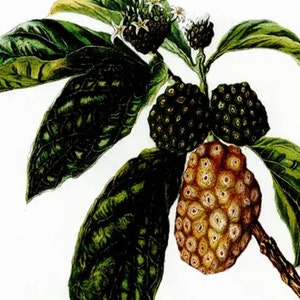 Einheimische Blumen der Hawaii-Inseln NONI gedruckt in Aquarellfarben Isabella Sinclair Circa 1885 Bild 2