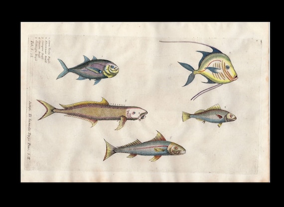 Circa 1686 Antique hand-colored engraving various fish